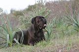 CANE CORSO 161
